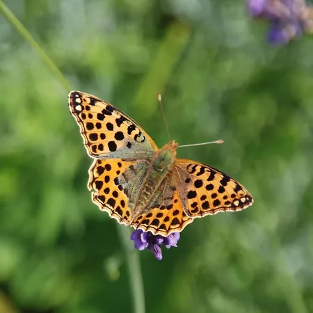Mobile Im Mit Seezugang Dabel